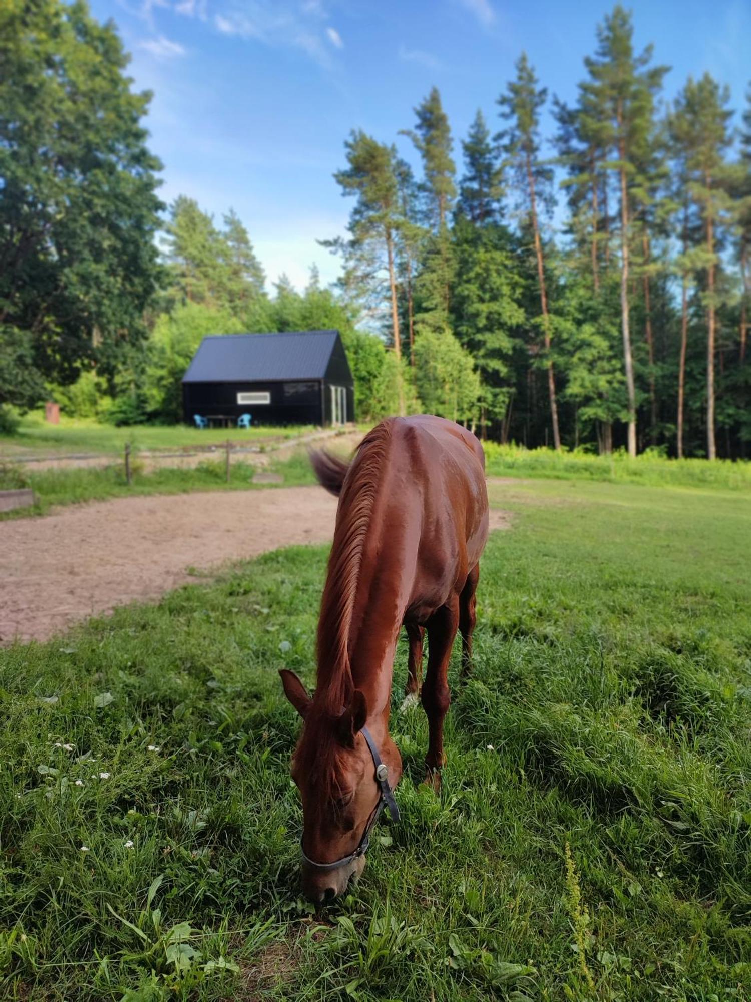 Modern Sauna Cabin In Horse Ranch Liyeplauke Zewnętrze zdjęcie